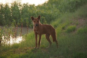 Dingo on Coopers Creek