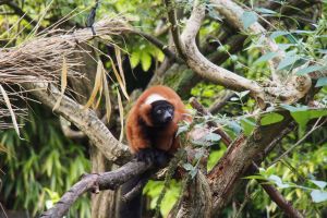 On the set of Madagasca