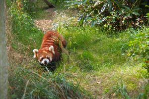 Red Panda