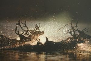 Reindeer 4X100 metre relay at the Alaskan Olympics