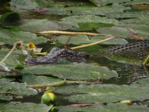 You Call That A Croc?