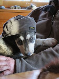 Puppy in Cat Hat
