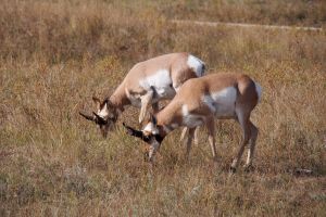 Noah, 2 X Prong Horns. Check!