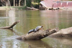 Turtles.