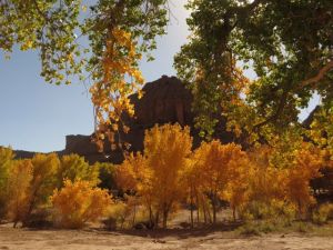 Autumn in the Canyon