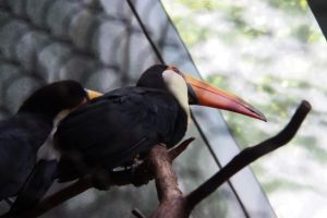 Should fly, despite long nosecone.