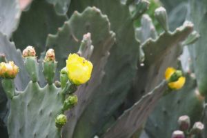 Oh, The Yellow Rose Of Cactus do do do do do do"