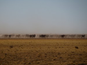 Cows on the Run. (Fred.....Cows with Guns)