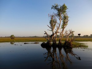 Tree in Water with Croc and Bird.