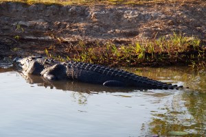 Max the horse eating croc.