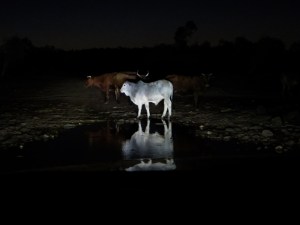 Cows in the Pentecost river at night, heading for Home Valley Station
