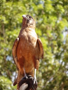 Another of Jen's Birds