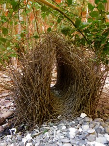 Great Bowerbird Bower 