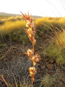 Practically a weed according to the photographer (Jen).