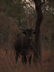 Jen who is deathly scared of cows, let alone bulls took this photo. You cant tell me the camera doesn't sense fear. 